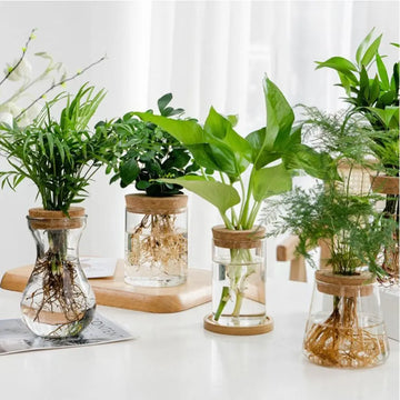 Transparent Hydroponic Flower Pot Green Plant Creative Mini Terrarium Potted Soilless Home Glass Vase