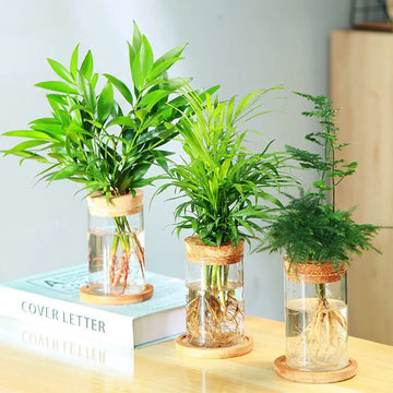 Transparent Hydroponic Flower Pot Green Plant Soilless Creative Home Glass Vase Potted Mini Terrarium