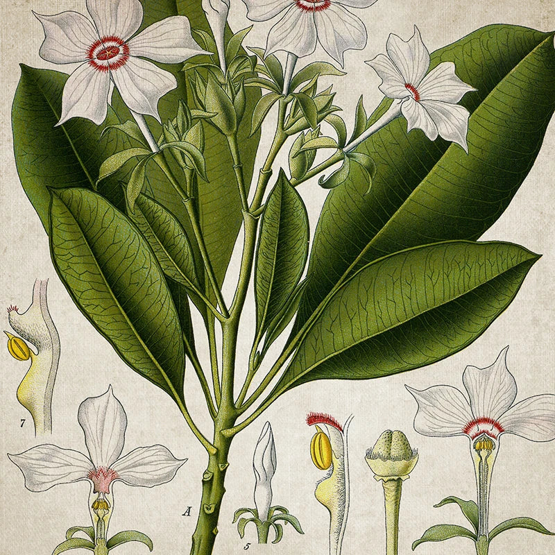 Vintage Botanical Poster Prints Deadly Nightshade Retro Halloween Decoration Painting Witchcraft Apothecary Herbs Canvas Picture