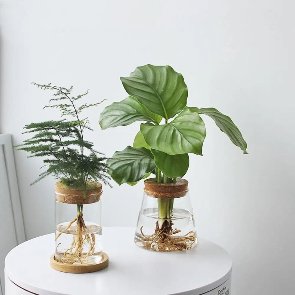Transparent Hydroponic Flower Pot Green Plant Creative Mini Terrarium Potted Soilless Home Glass Vase