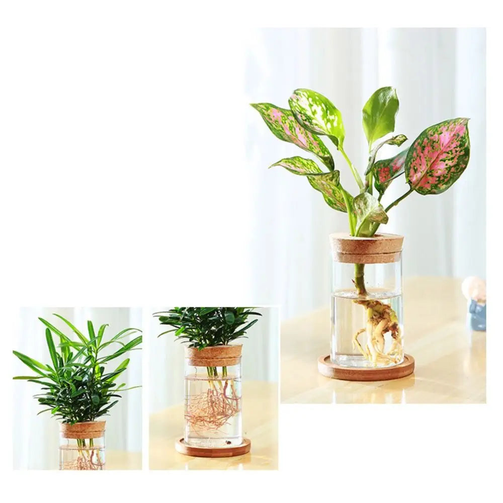 Transparent Hydroponic Flower Pot Green Plant Soilless Creative Home Glass Vase Potted Mini Terrarium